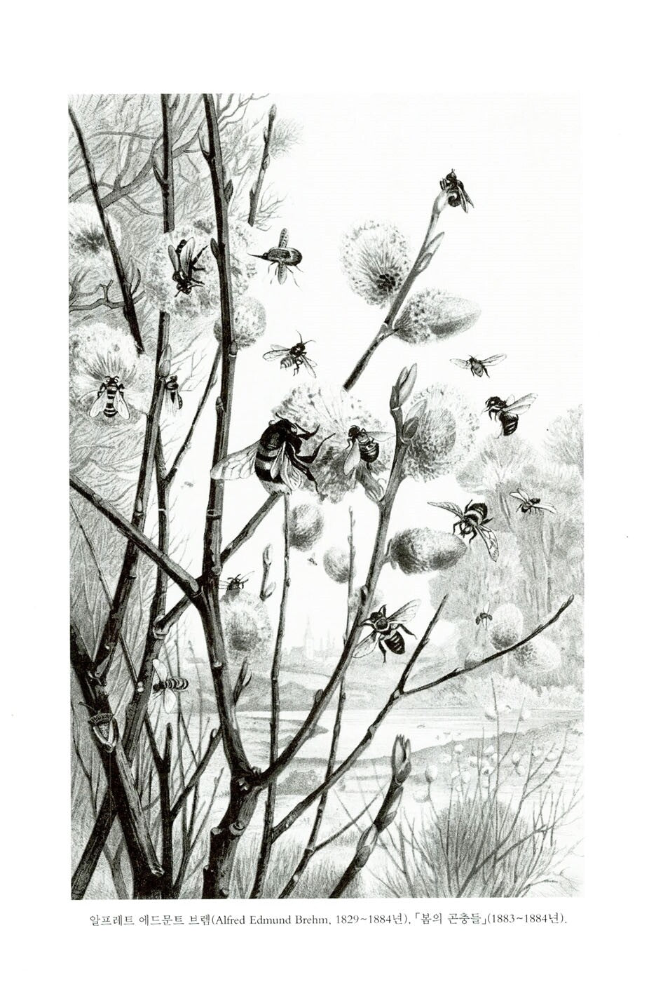 Half-Earth by Edward O Wilson, Korean Books, Ecology, Our Planet’s Fight for Life